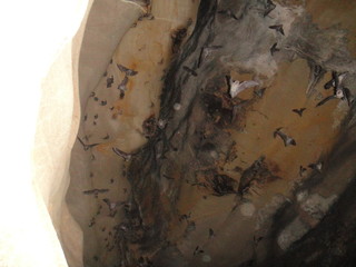 Murciélagos saliendo de la cueva