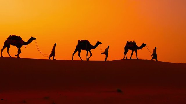 Cameleers, camel Drivers at sunset. Thar desert on sunset Jaisalmer, Rajasthan, India.