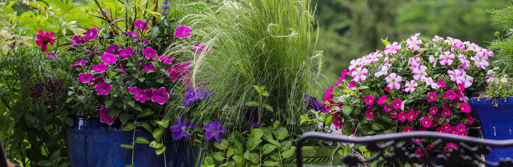 banner of cobalt blue ceramic pots with pink and hot pink petunias, purple ornamental grasses,...