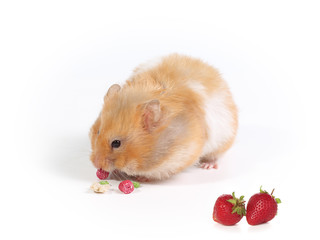 Fat and fluffy hamster eats his food. Photo isolated on a white background.