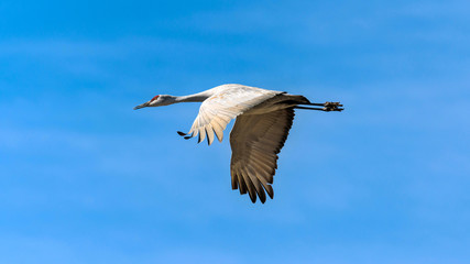 Flying Sandhill Crane - A Sandhill Crane flying in sunny blue sky. New Mexico, USA.