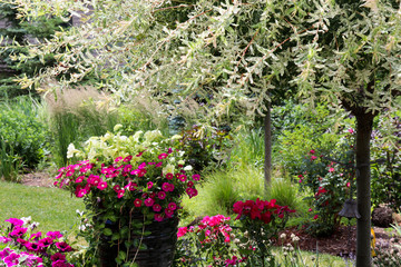 A variegated Japanese ornamental willow tree shades  Fuchsia Million Bells, calibrachoa, lime petunias and red knock out roses as Karl Forester reed grasses sway in the background
