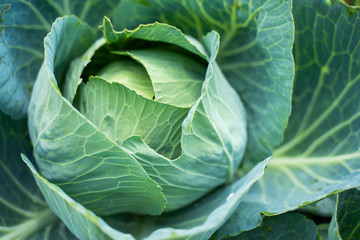 Obraz premium Fresh green head of cabbage