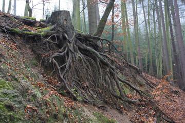 Fototapeta na wymiar Forest in the Czech Republic
