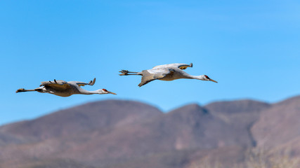Gliding Sandhill Cranes - A pair of Sandhill Crane gliding over rolling hills on a sunny winter morning. New Mexico, USA.