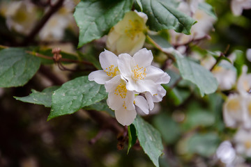 Jasmine flowers at the branch close up. Jasmine blooming in spring. 