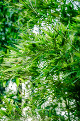 Bamboo branches and leaves in a summer garden. Green bamboo leaves.