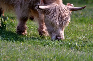 scottish highlander cow grazing on grass