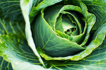 Fototapeta premium Fresh green head of cabbage. Vegetable growing concept. Plant cultivation background