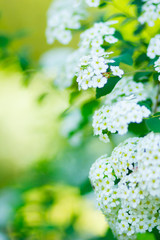Branch of white Spiraea. Springtime blossom concept. Spring blooming shrub with many white flowers...