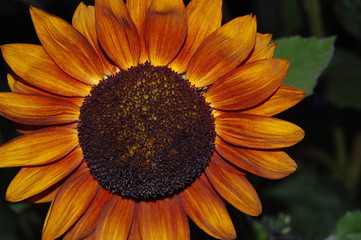 closeup of a sunflower