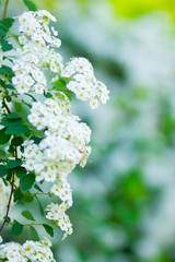 Branch of white Spiraea. Springtime blossom concept. Spring blooming shrub with many white flowers - Spirea (Spiraea cantoniensis). Copy space