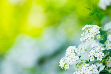 Branch of white Spiraea. Springtime blossom concept. Spring blooming shrub with many white flowers - Spirea (Spiraea cantoniensis). Copy space