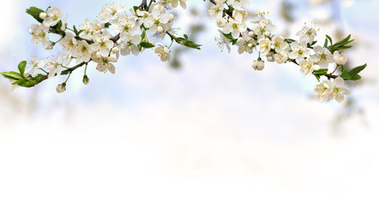 Blooming cherry plum tree, flowers on twig on a spring day with space for text