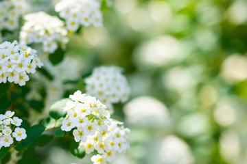 Branch of white Spiraea. Springtime blossom concept. Spring blooming shrub with many white flowers - Spirea (Spiraea cantoniensis). Copy space