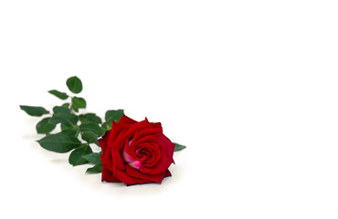 Flower red rose on a white a background with space for text