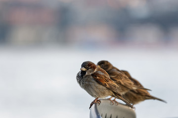 Euarasian tree sparrows - Passer Montanus with puffed feathers perch on a chair in winter season.