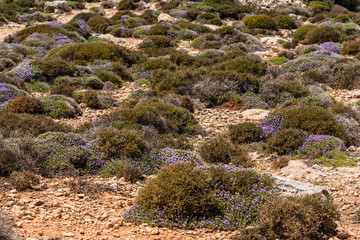 Desert bushes and violet flowers under burning sun