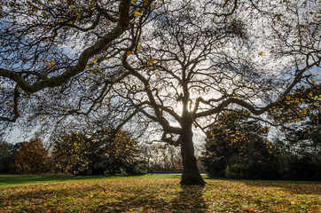 Fototapeta premium Tree silhouette and its dry branches with some leaves during a sunny and bright morning
