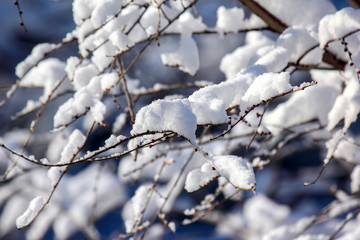 branches of trees covered with snow in winter