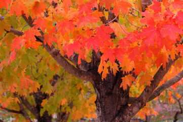 Maple Forest
