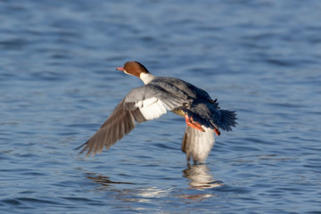 Nurogęś  Mergus merganser