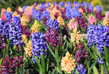blooming hyacinths in the garden