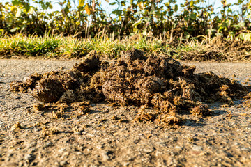 Horse dung flattened on the road