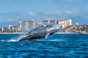Humpback Whale Breaching along the coast