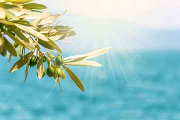 Green olives tree branch on blue sea background