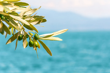 Green olives tree branch on blue sea background