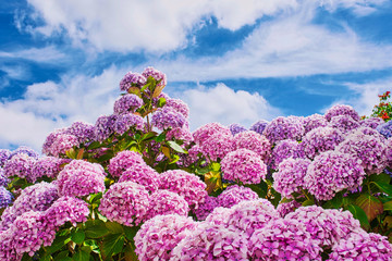 hortensia flowers against blue cloudy sky in Brittany, France