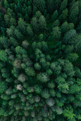Texture of forest view from above, Aerial top view forest, Panoramic photo over the tops of pine...
