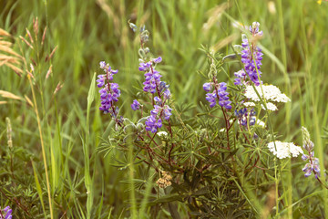 Lupine flowers growing in the wild on Mt Werner in Steamboat Springs