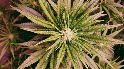 Cannabis plant 