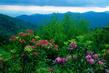 Rhododendron and Mountains