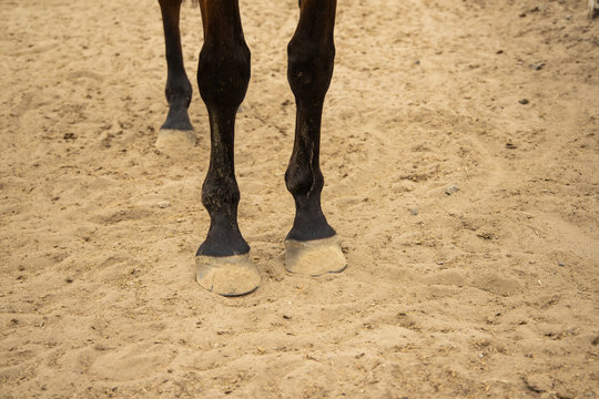 horse hooves and dirt ground in ranch paddock