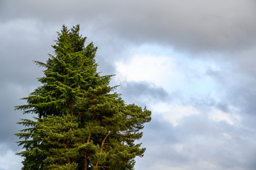 Late afternoon blue sky with white and gray clouds, with a sunlit evergreen tree, as a nature background