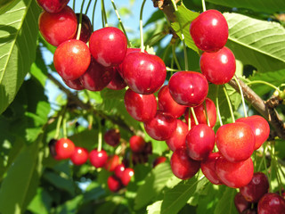 close-up of ripening sweet cherries on a tree in the garden