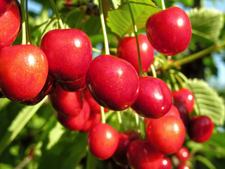 close-up of ripening sweet cherries on a tree in the garden