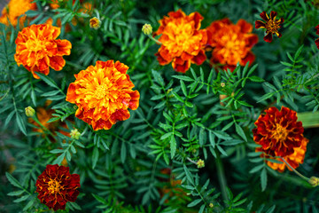Tagetes patula background. French marigold bloom flowers