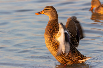 kaczka krzyżówka Anas platyrhynchos © Mariusz
