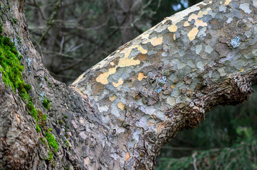 Close up of peeling tree bark, as a nature background