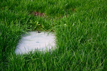 Lush tall green grass with utility box cover embedded