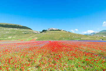 Fields colored by the flowering of lentils at Castelluccio of Norcia