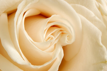 White Rose #2