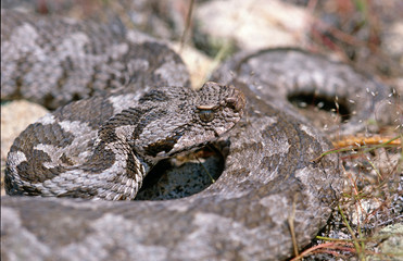 Kleinasiatische Bergotter / Ottoman viper (Montivipera xanthina), Griechenland / Greece 