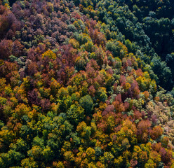 Fototapeta na wymiar Forest in autumn in the Tobía River Valley, La Rioja, Spain, Europe