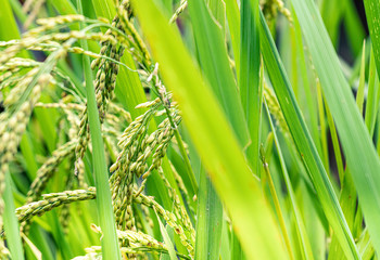 close view at ripped rice seed. gold yellow color rice in a wet paddy at Bali