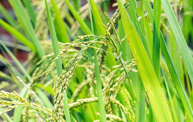 close view at ripped rice seed. gold yellow color rice in a wet paddy at Bali